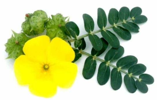 A creeping tribulus as part of the Insumed